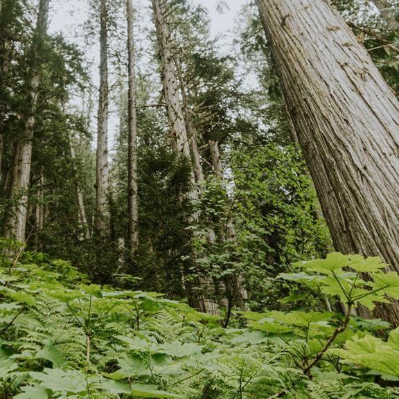 B.C. logging firm wants to avoid cutting old growth, but province said it must pay